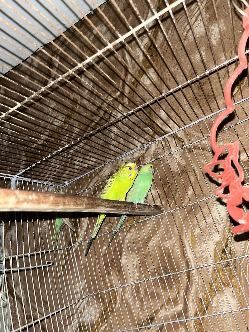 Australian parrot breeder pair gurantee Whastapp 03241876757 — photo 3