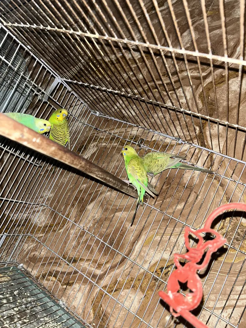 Australian parrot breeder pair gurantee Whastapp 03241876757 — photo 4