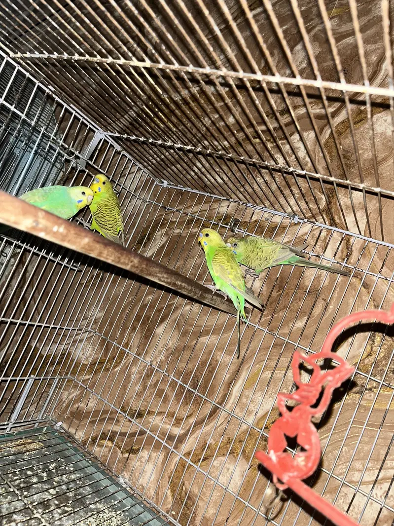 Australian parrot breeder pair gurantee Whastapp 03241876757 — photo 5