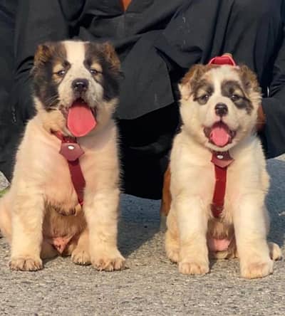 alabai security dog 2 month pair for sale heavy bone