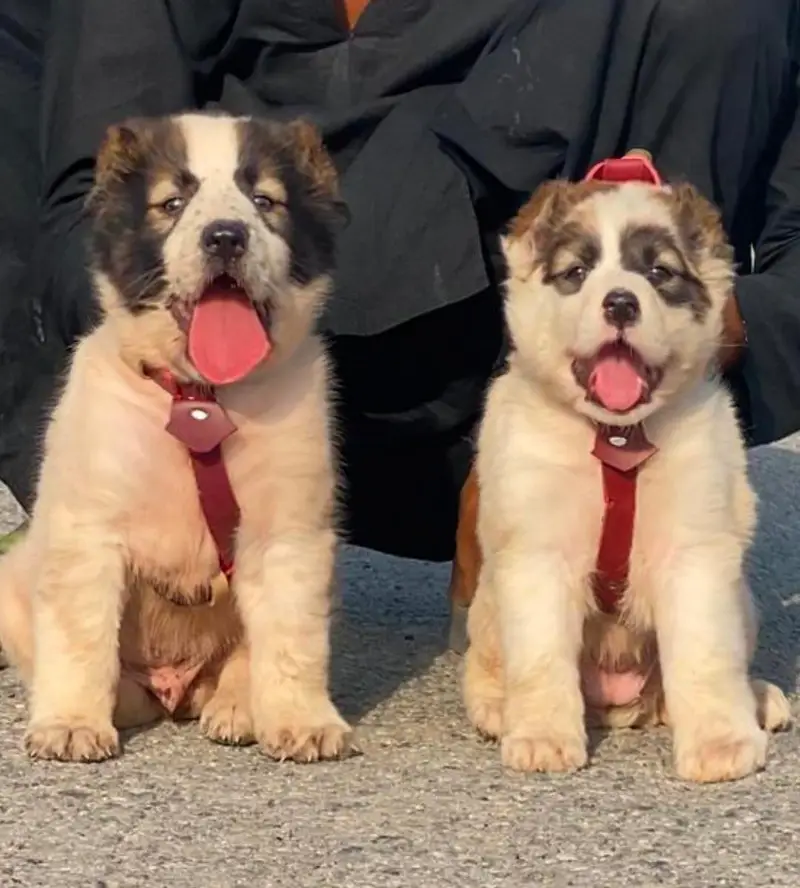 alabai security dog 2 month pair for sale heavy bone — photo 2