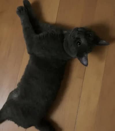 British Shorthair