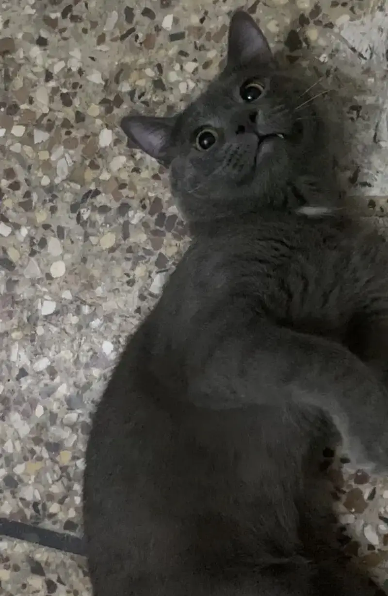 British Shorthair — photo 2