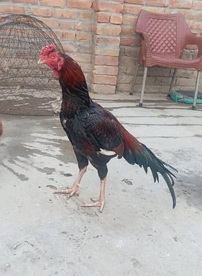 Aseel male sath 2 Females