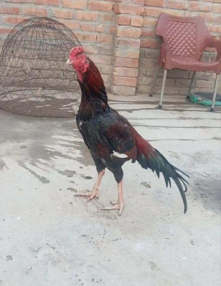 Aseel male sath 2 Females — photo 2
