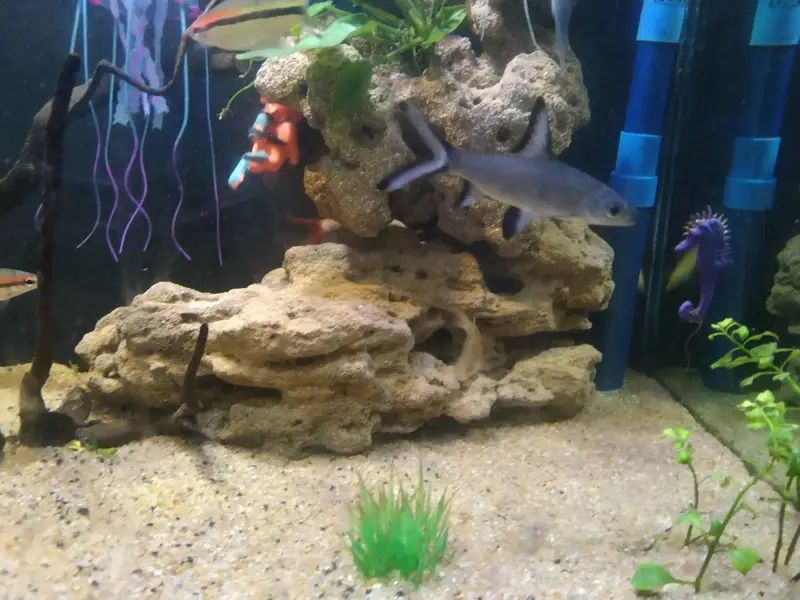 albino shark and silver shark