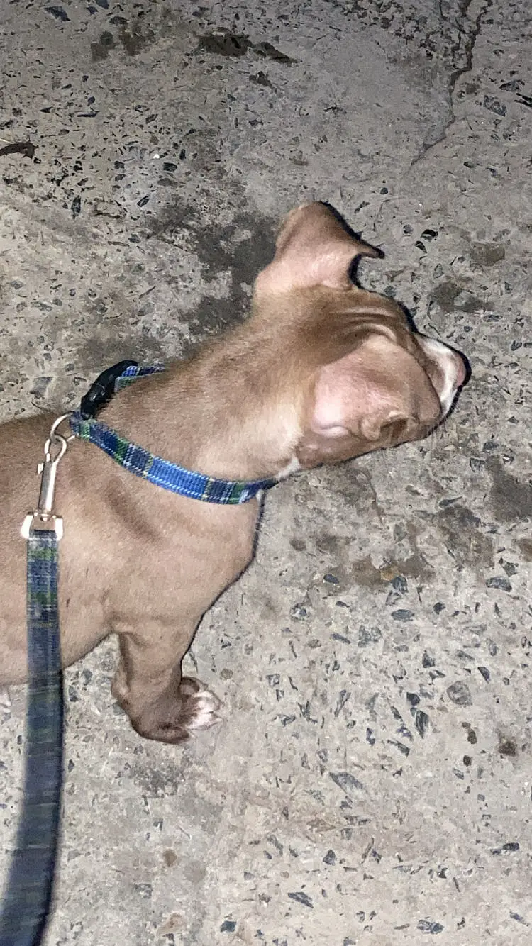 Pitbull Puppy for sale — photo 2