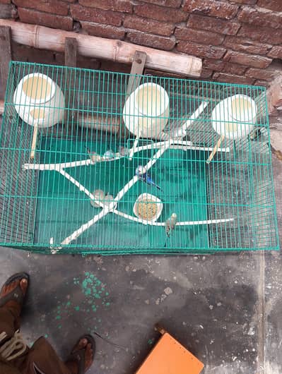 iron cage 10by10 condition
