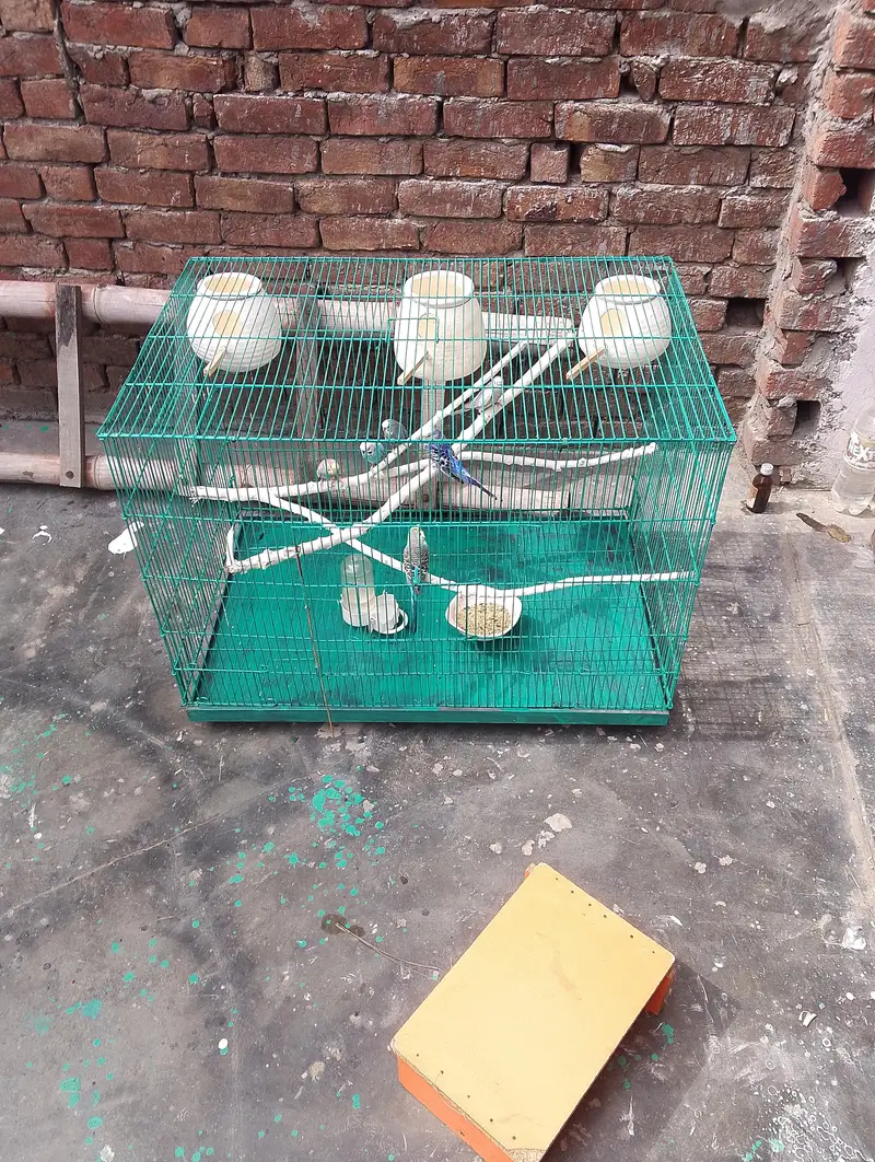 love bird iron cage 10by10 condition — photo 2