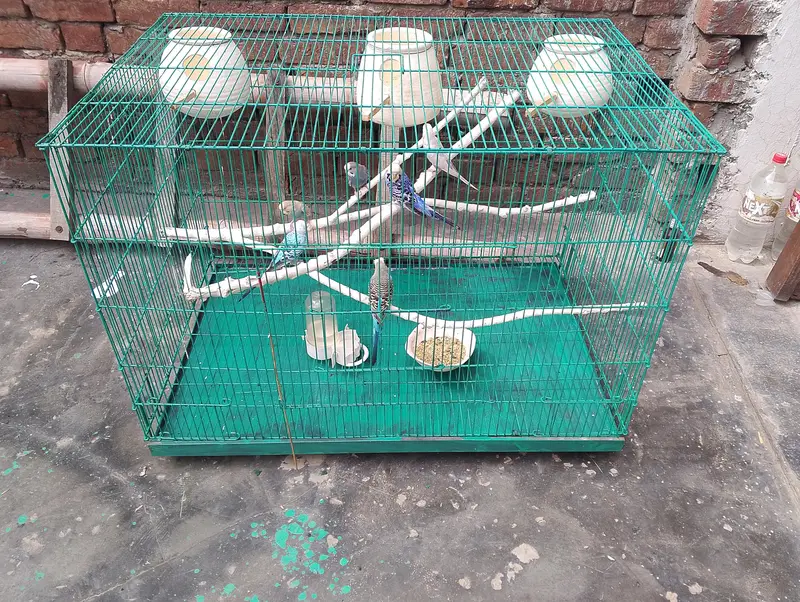 love bird iron cage 10by10 condition — photo 3