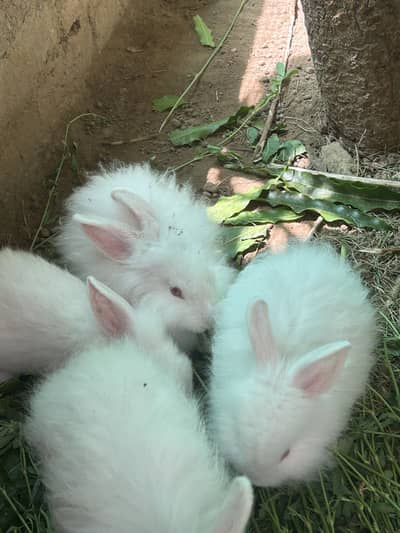 Loin head angora bunnies