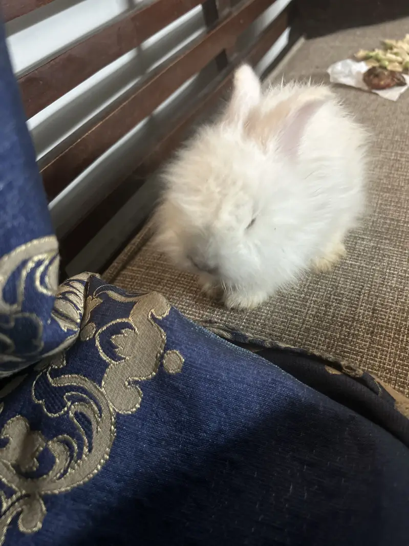 Loin head angora bunnies — photo 2