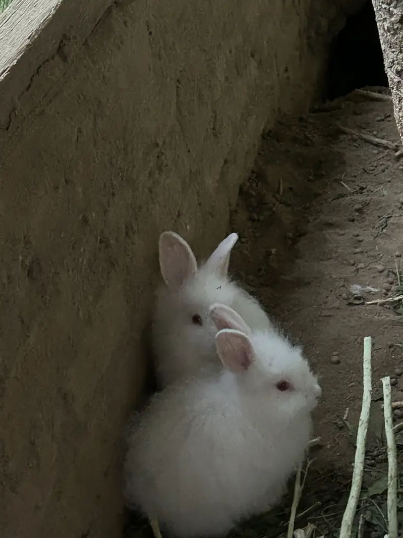 Loin head angora bunnies — photo 3