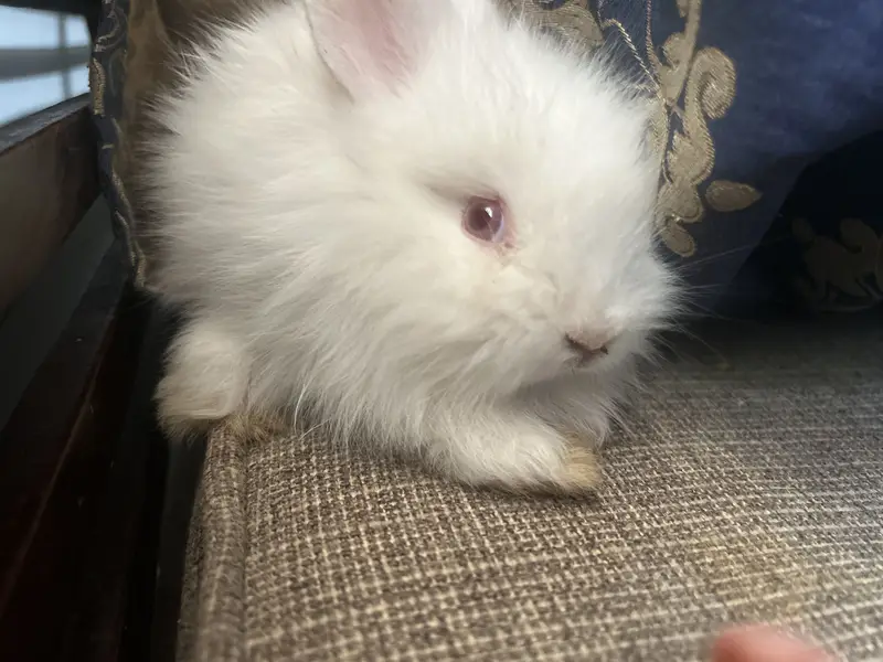 Loin head angora bunnies — photo 4