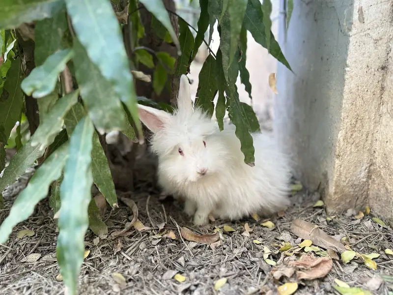 Loin head angora bunnies — photo 5