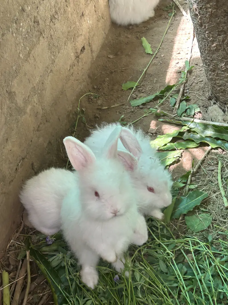 Loin head angora bunnies — photo 6