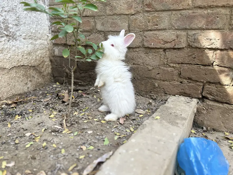 Loin head angora bunnies — photo 7