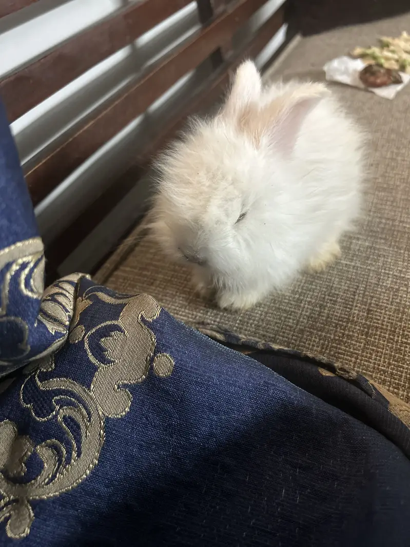 Loin head angora bunnies — photo 8