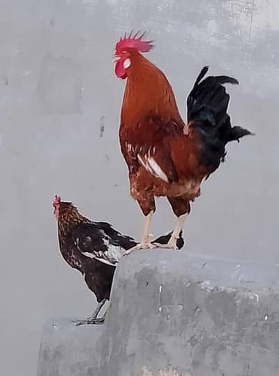 golden misri murga murgi pair h Ando wala | hens