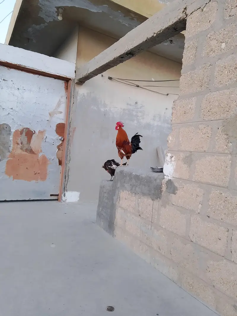 golden misri murga murgi pair h Ando wala | hens — photo 2