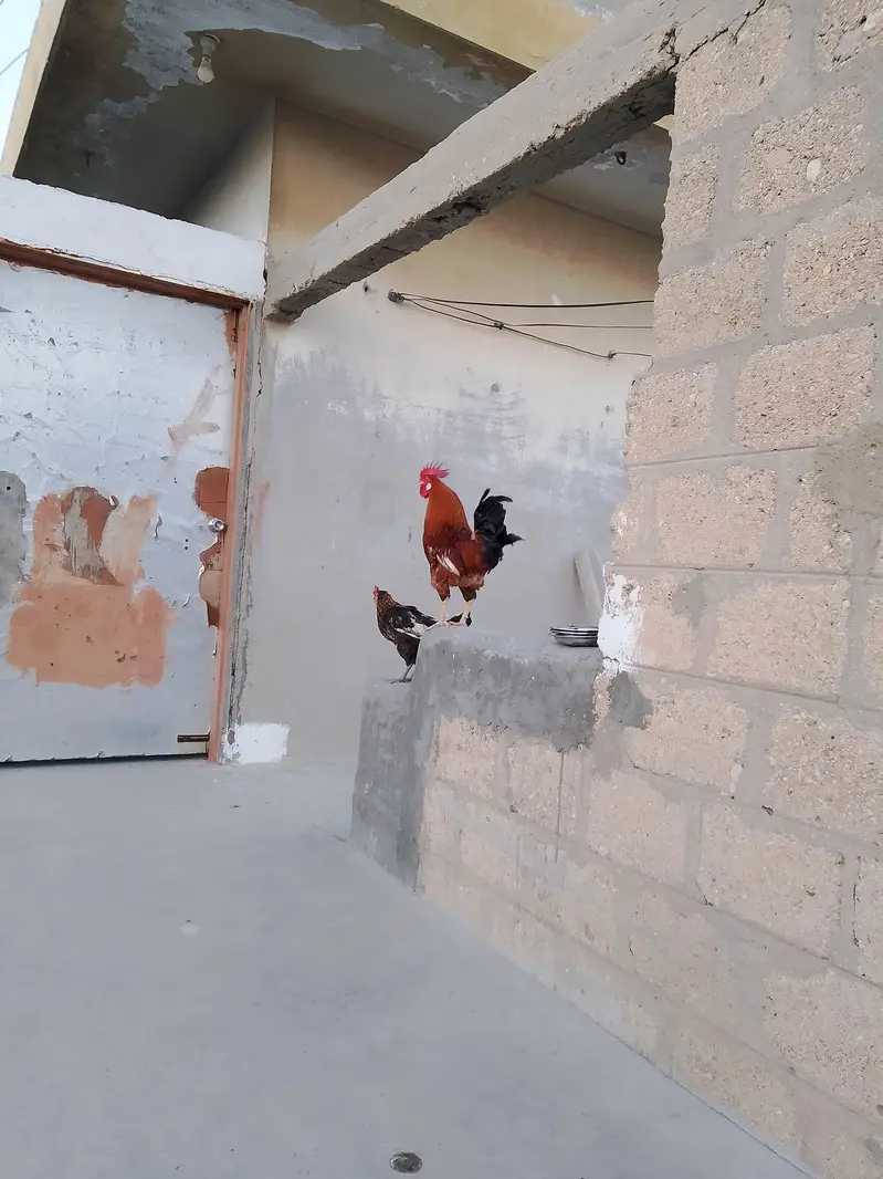golden misri murga murgi pair h Ando wala | hens — photo 3