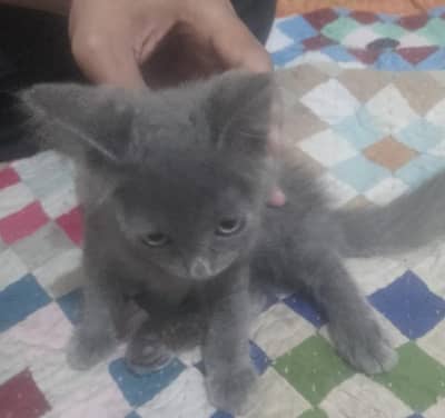 Persian cat
