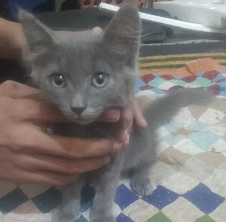 Persian cat — photo 2