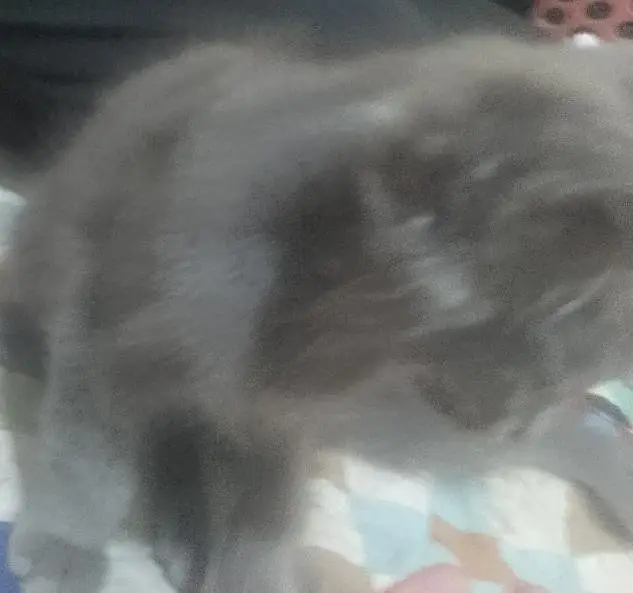 Persian cat — photo 3
