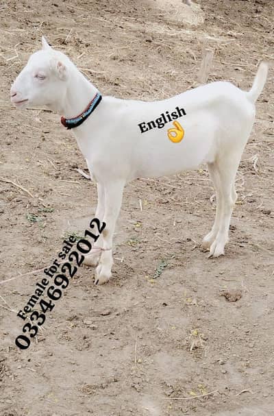 tedy female wite clor