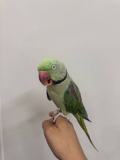 Raw parrot for sale