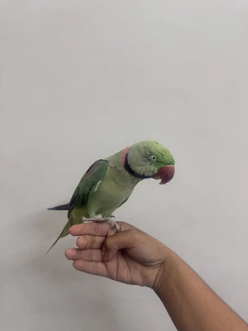 Raw parrot for sale — photo 3