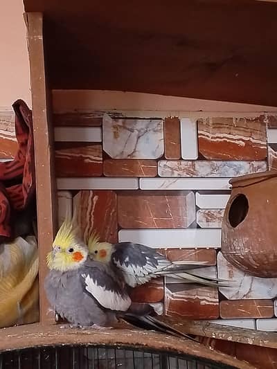 hand tame cocktails birds parrot for sale
