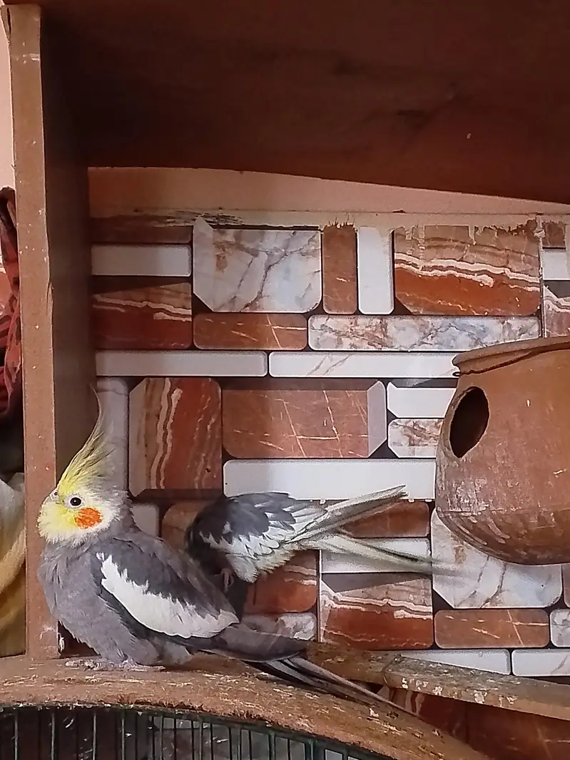 hand tame cocktails birds parrot for sale — photo 2