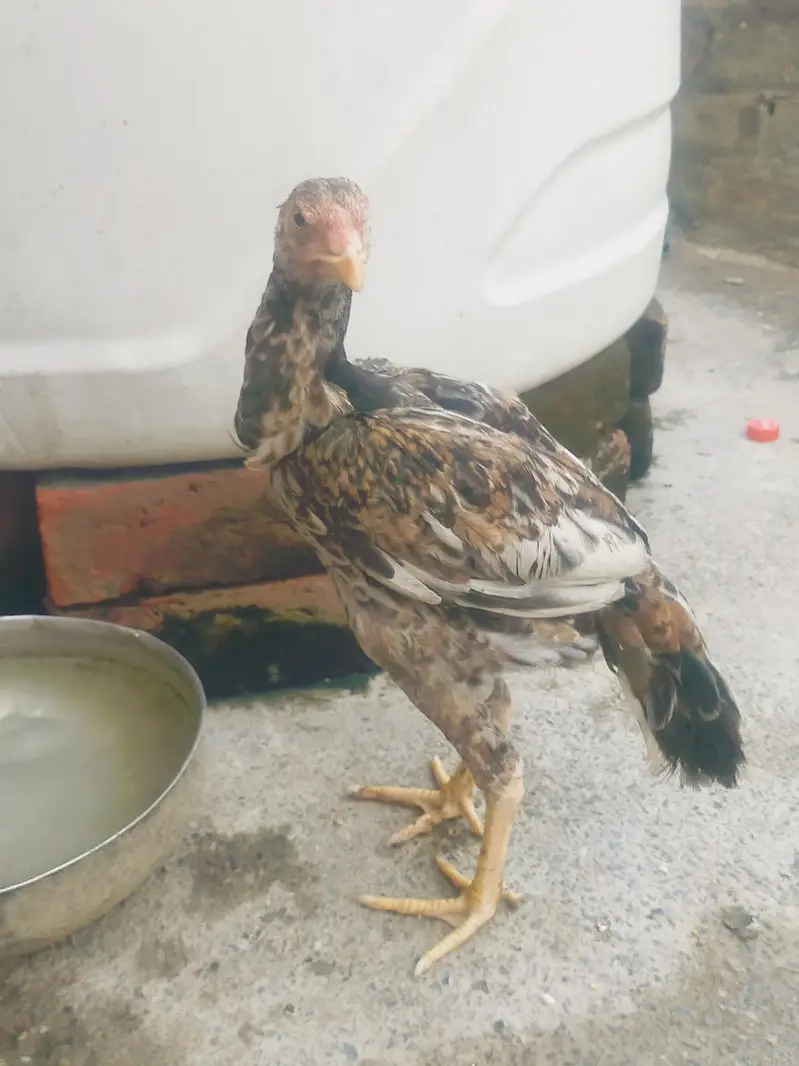 Aseel main wali pure 4 month per piece 5000 — photo 2