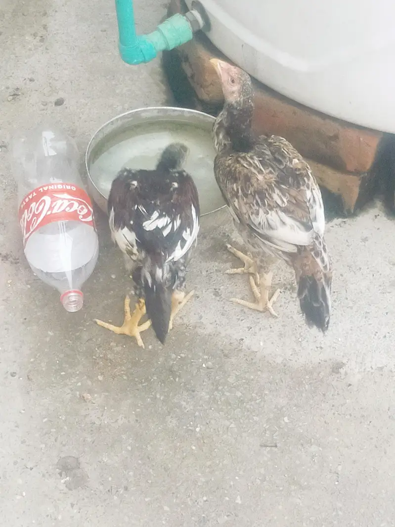 Aseel main wali pure 4 month per piece 5000 — photo 3