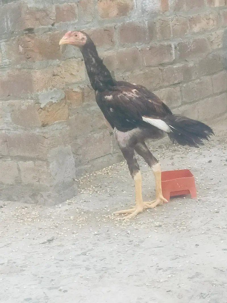 Aseel main wali pure 4 month per piece 5000 — photo 4