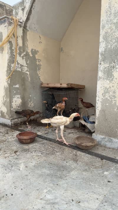 Aseel chicks for sale