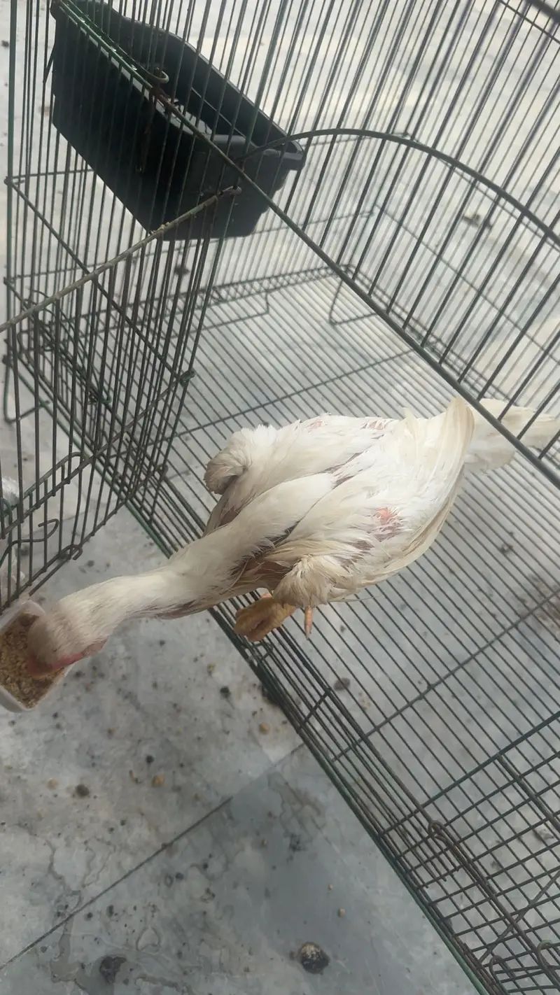 Aseel chicks for sale — photo 4
