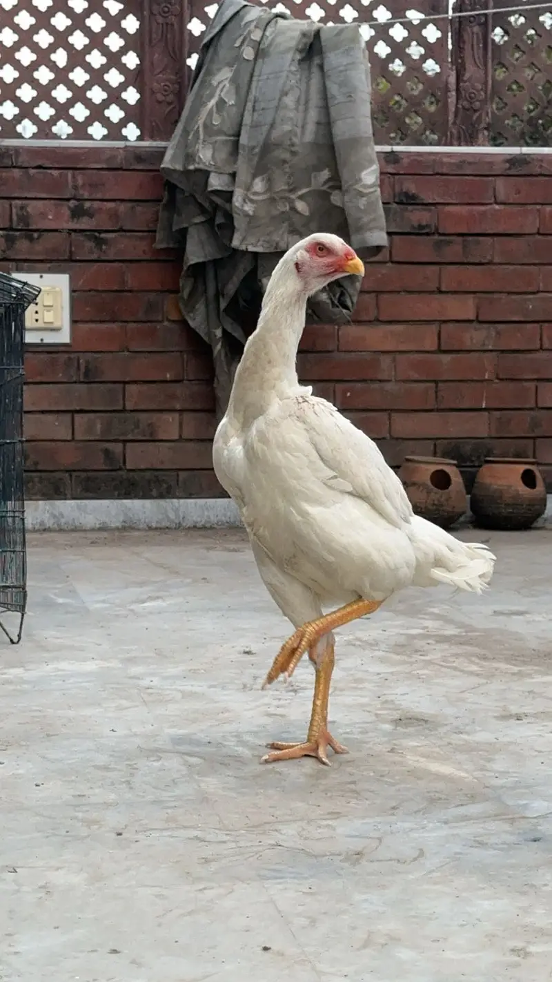 Aseel chicks for sale — photo 5