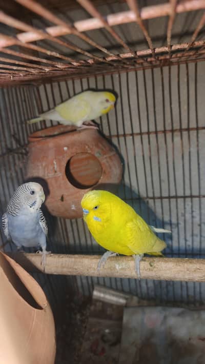 Australian breeder pair