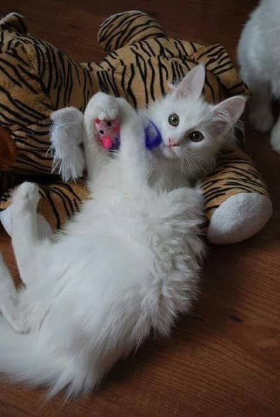 White Persian Kitten for Sale 
