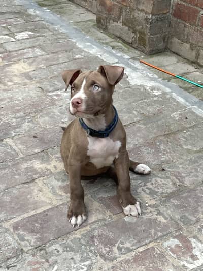 Pitbull Puppy for sale