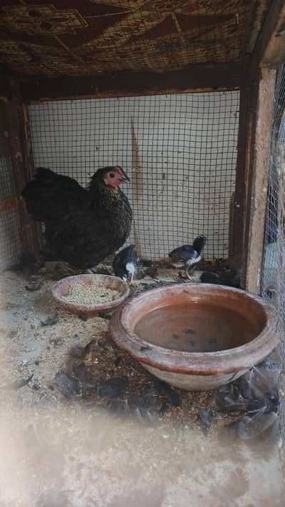 bantam female with 3 chick for sale