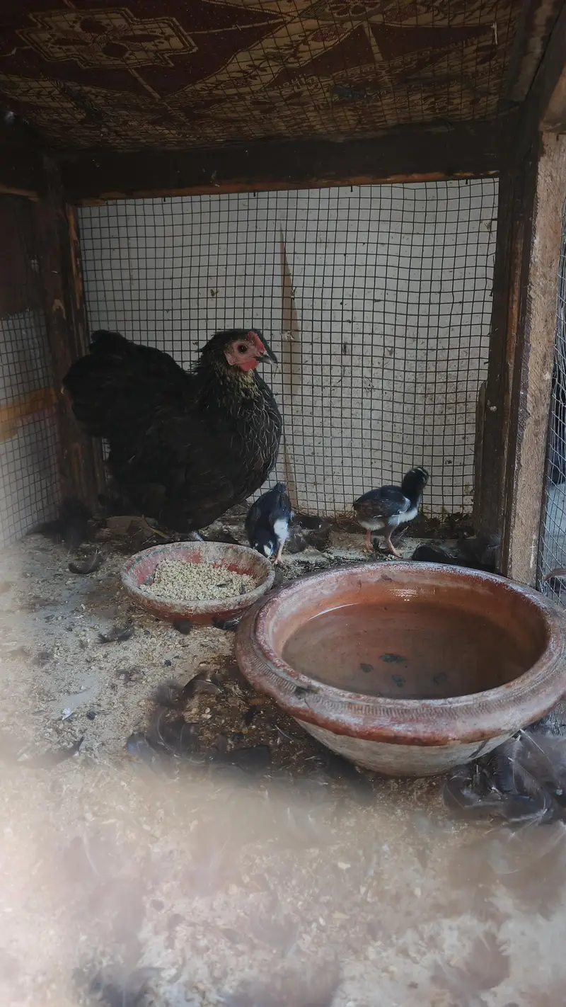 bantam female with 3 chick for sale — photo 2
