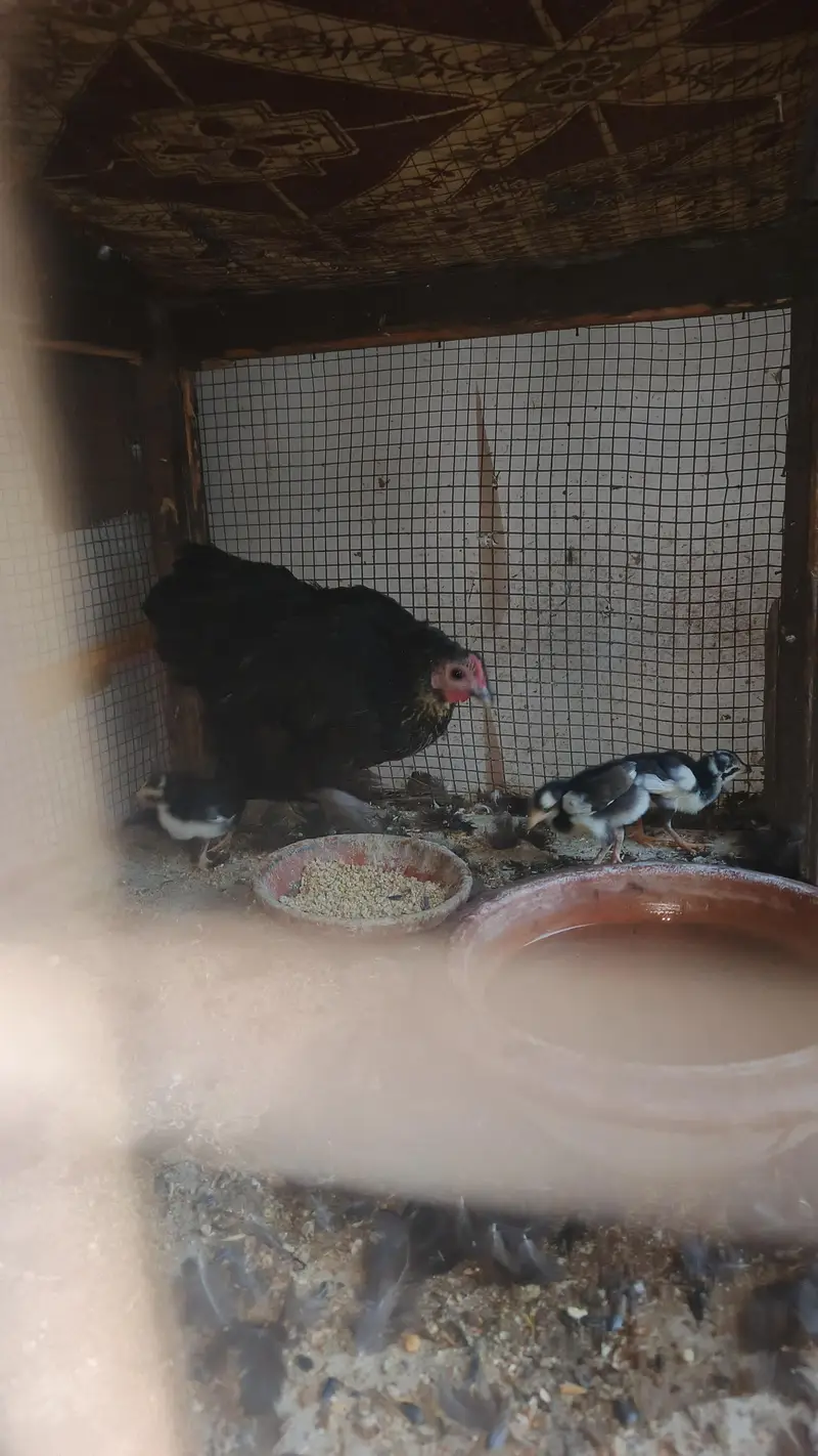 bantam female with 3 chick for sale — photo 3