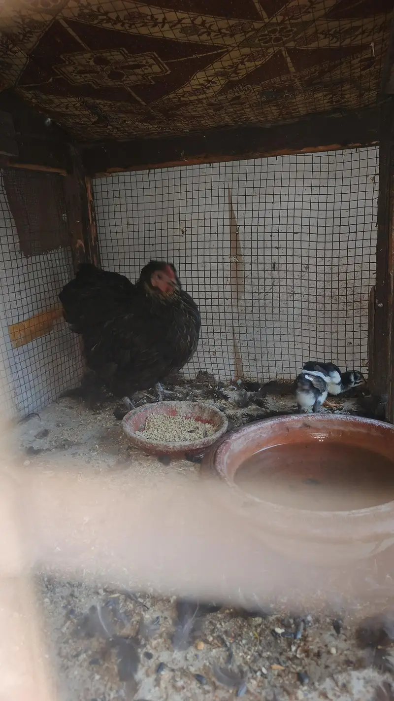 bantam female with 3 chick for sale — photo 4