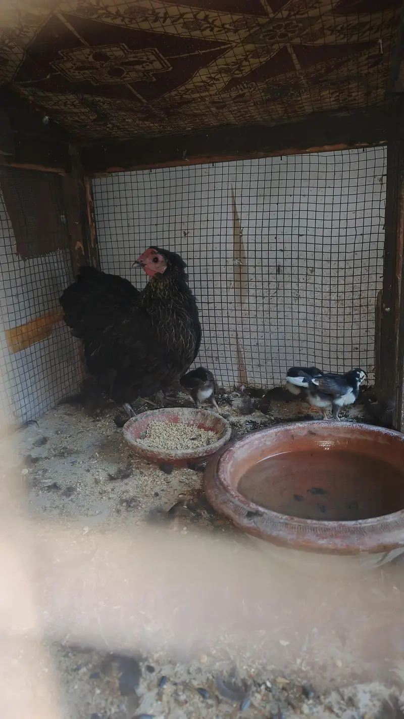 bantam female with 3 chick for sale — photo 5