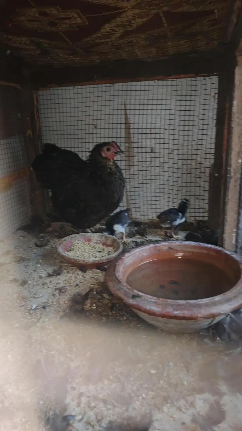 bantam female with 3 chick for sale — photo 6