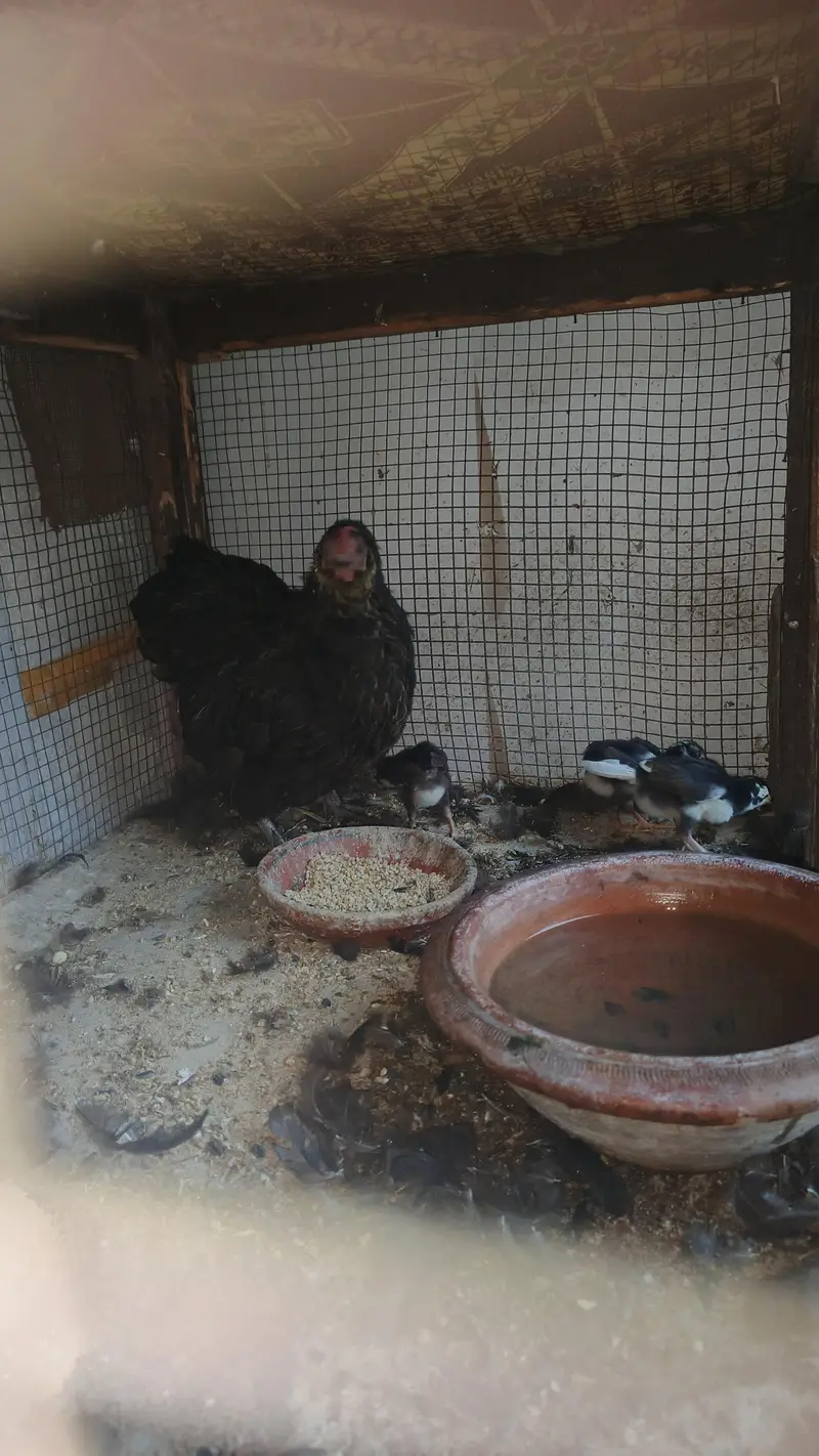 bantam female with 3 chick for sale — photo 7