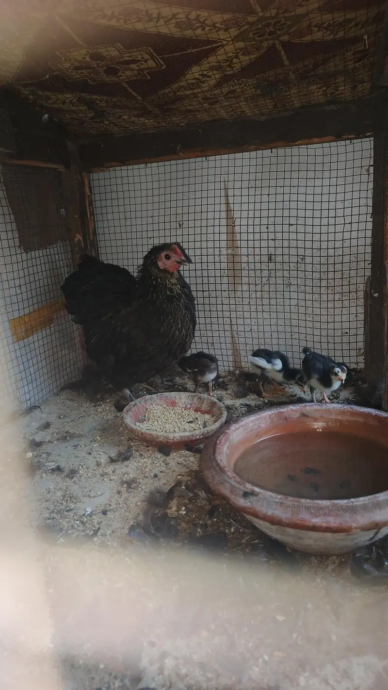 bantam female with 3 chick for sale — photo 8